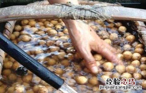 核桃采收时间和注意事项有哪些 核桃采收时间和注意事项