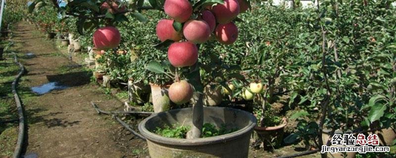 苹果树盆景冬天可以放在户外吗 苹果树盆景冬天可以放在户外吗视频