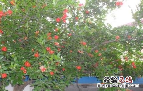 石榴只开花不结果是什么原因 石榴只开花不结果是什么原因造成的