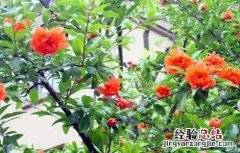 石榴只开花不结果是什么原因 石榴只开花不结果是什么原因造成的
