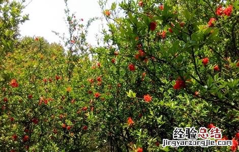 石榴只开花不结果是什么原因 石榴只开花不结果是什么原因造成的