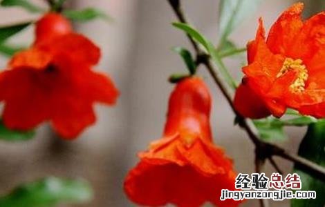 石榴只开花不结果是什么原因 石榴只开花不结果是什么原因造成的
