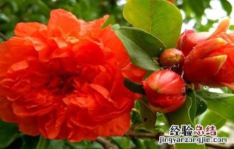 怎样使石榴开花 如何促进石榴开花