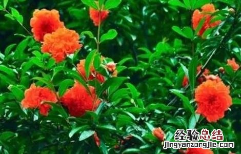 怎样使石榴开花 如何促进石榴开花