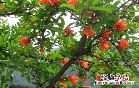 怎样使石榴开花 如何促进石榴开花