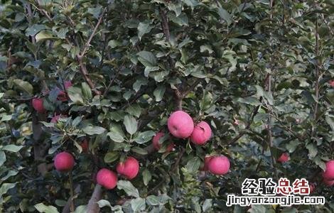 苹果树秋季如何管理 苹果树秋冬季该怎么管理