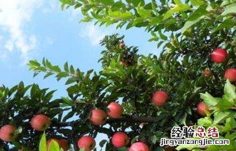苹果树秋季如何管理 苹果树秋冬季该怎么管理