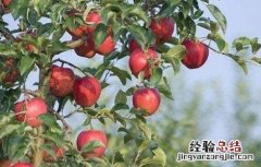 苹果树秋季如何管理 苹果树秋冬季该怎么管理