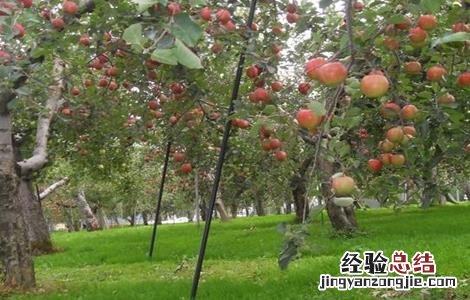 苹果树秋季如何管理 苹果树秋冬季该怎么管理