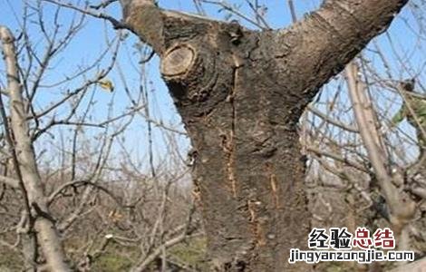 果树冬季刮皮的方法是 果树冬季刮皮的方法