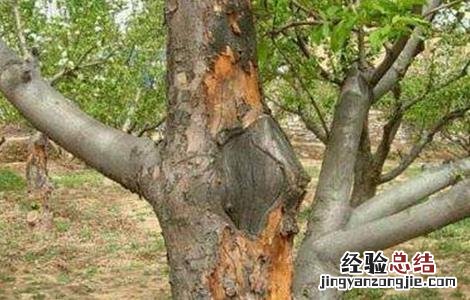 果树冬季刮皮的方法是 果树冬季刮皮的方法