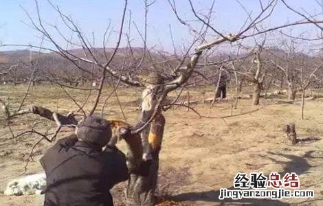 果树冬季刮皮的方法是 果树冬季刮皮的方法
