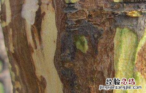 果树冬季刮皮的方法是 果树冬季刮皮的方法