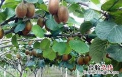 猕猴桃果园冬季管理 猕猴桃果园秋季管理要点