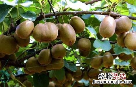 猕猴桃果园冬季管理 猕猴桃果园秋季管理要点