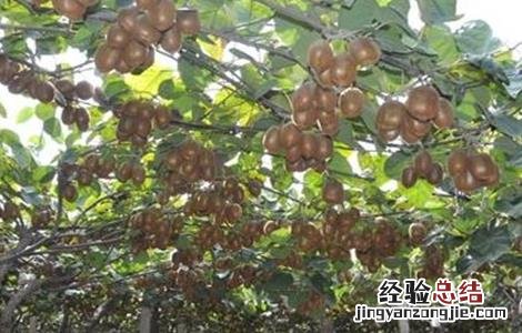 猕猴桃果园冬季管理 猕猴桃果园秋季管理要点