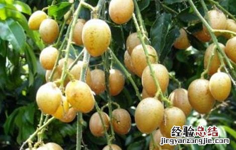 黄皮果根腐病的防治措施 黄皮果根腐病的症状