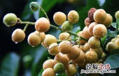 黄皮果根腐病的防治措施 黄皮果根腐病的症状