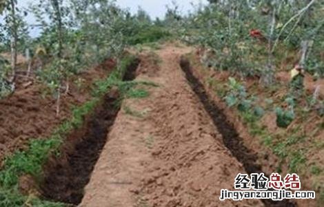 苹果树施肥时间和方法 苹果树施肥时间和方法是什么