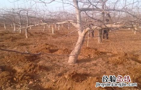 苹果树施肥时间和方法 苹果树施肥时间和方法是什么