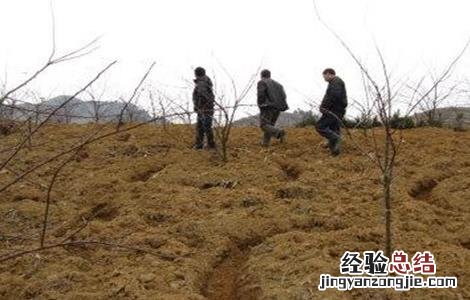 苹果树施肥时间和方法 苹果树施肥时间和方法是什么