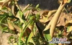 果树肥害怎么办 果树施肥多了怎么办