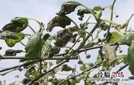果树肥害怎么办 果树施肥多了怎么办