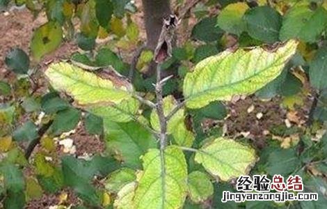 果树肥害怎么办 果树施肥多了怎么办