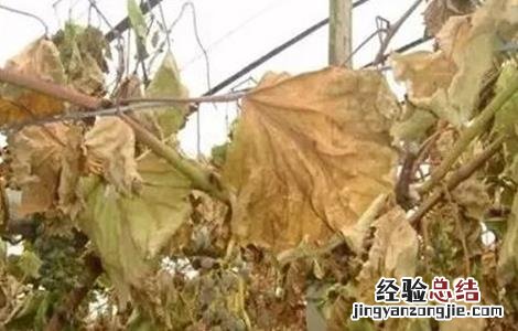 果树肥害怎么办 果树施肥多了怎么办