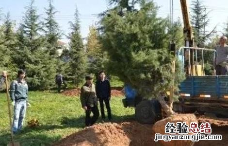 秋季苗木养护注意事项 秋季栽植苗木注意事项