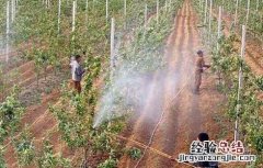 秋季苗木养护注意事项 秋季栽植苗木注意事项