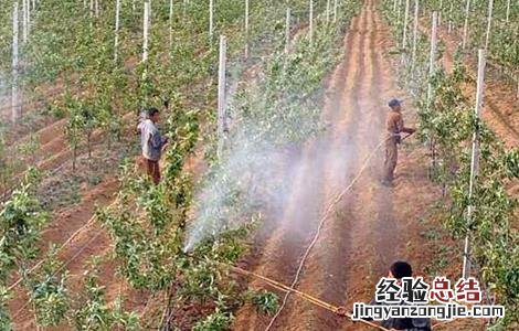 秋季苗木养护注意事项 秋季栽植苗木注意事项