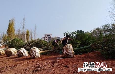 秋季苗木养护注意事项 秋季栽植苗木注意事项