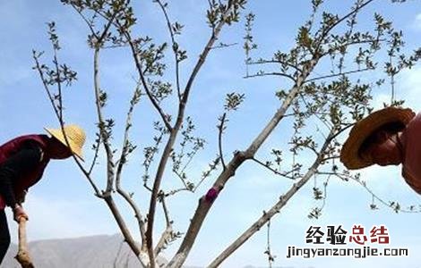 秋季苗木养护注意事项 秋季栽植苗木注意事项