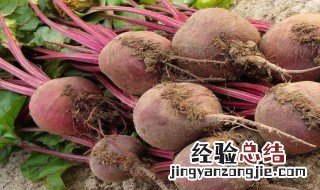 田菜根的作用与功效 田菜根怎么吃好吃