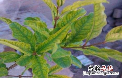 石榴叶子卷曲的原因 石榴为什么卷叶子