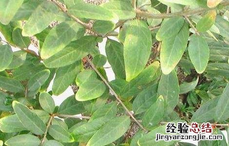 石榴叶子卷曲的原因 石榴为什么卷叶子