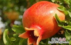 石榴叶子卷曲的原因 石榴为什么卷叶子