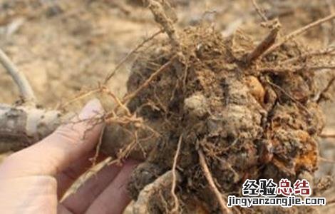 樱桃死树的原因 樱桃死树原因及防治措施