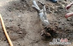 樱桃死树的原因 樱桃死树原因及防治措施