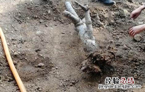 樱桃死树的原因 樱桃死树原因及防治措施