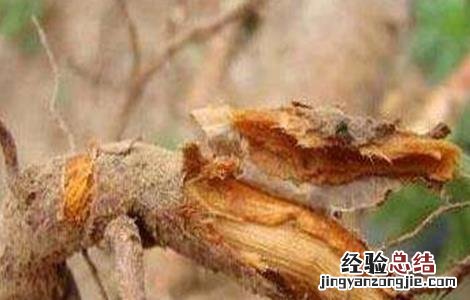 樱桃死树的原因 樱桃死树原因及防治措施