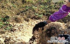 猕猴桃什么时候施肥，猕猴桃施肥方法