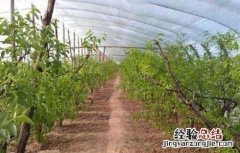 果树设施栽培的模式 果树设施栽培有几种模式