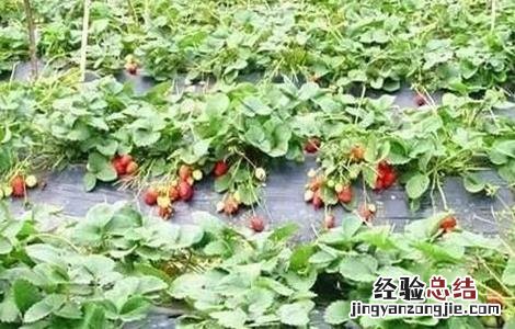 果树设施栽培的模式 果树设施栽培有几种模式