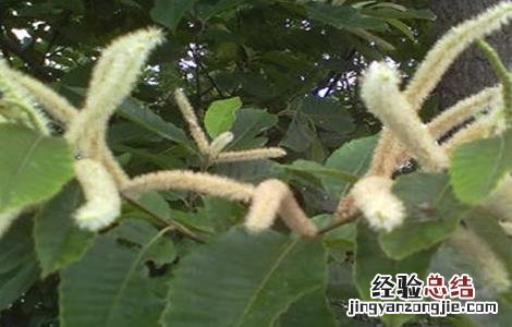 板栗只开花不结果原因及预防措施 板栗只开花不结果原因及预防措施怎么写