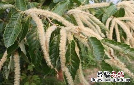 板栗只开花不结果原因及预防措施 板栗只开花不结果原因及预防措施怎么写