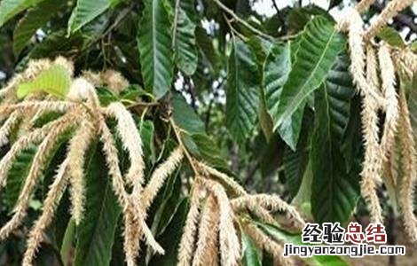 板栗只开花不结果原因及预防措施 板栗只开花不结果原因及预防措施怎么写