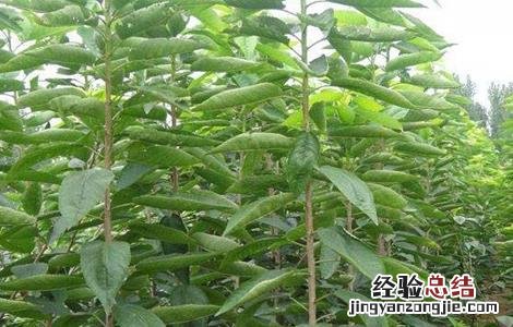 油桃怎么嫁接,油桃嫁接小技巧 桃树可以嫁接油桃吗