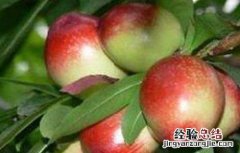 油桃怎么嫁接，油桃嫁接小技巧 桃树可以嫁接油桃吗